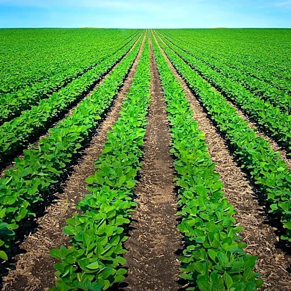 Florida Farm in Jefferson County Permanently Protected from Development