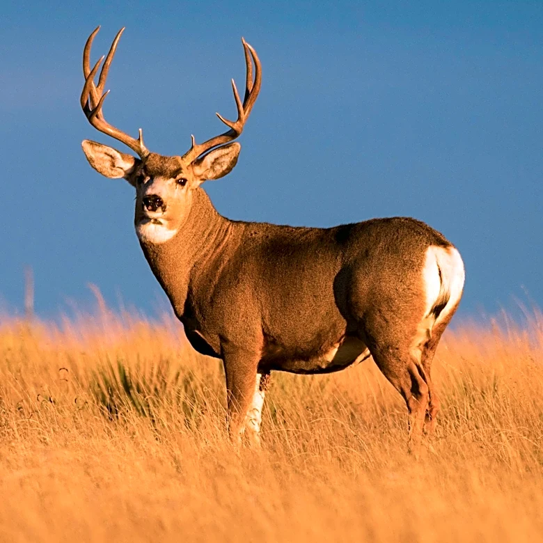 Colorado Voters to Decide on Constitutional Right to Hunting and Fishing for Wildlife Management