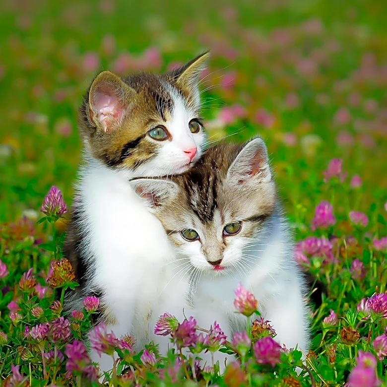 Colony Cats Seeks Foster Homes for Kittens and Cats Amid Growing Need