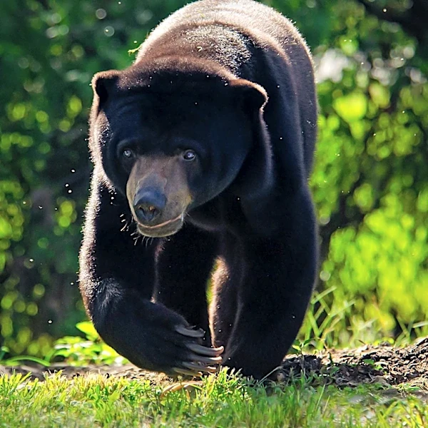 Asheville Resident's Home Invaded by Bear, Highlighting Local Wildlife Encounters