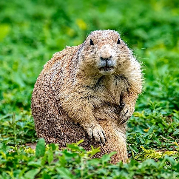 Senator Hoeven Advocates for MCOOL and Prairie Dog Management in Senate Farm Bill 2.0