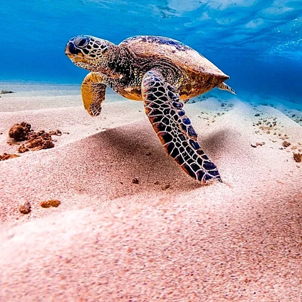 Brevard Zoo Treats Sea Turtles Injured by Discarded Fishing Gear Along Florida's Space Coast