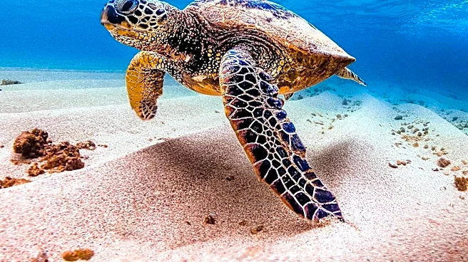 Brevard Zoo Treats Sea Turtles Injured by Discarded Fishing Gear Along Florida's Space Coast