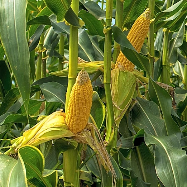 Corn Maturity Crucial for Assessing Late-Season Disease Risk, University of Minnesota Expert Advises