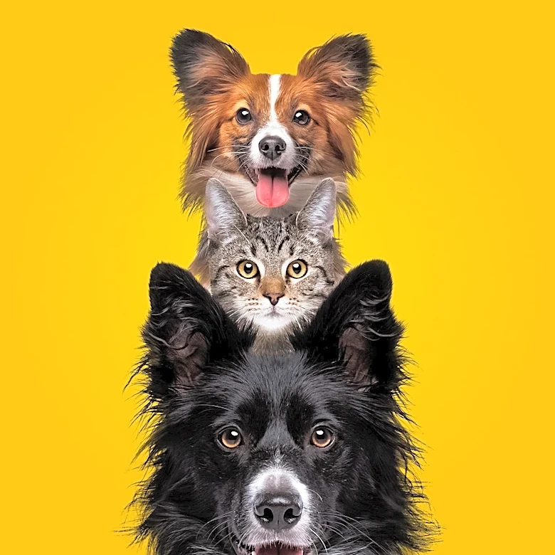 Tri-State Animal Shelter Reaches Capacity, Urgently Seeks Adopters and Foster Homes