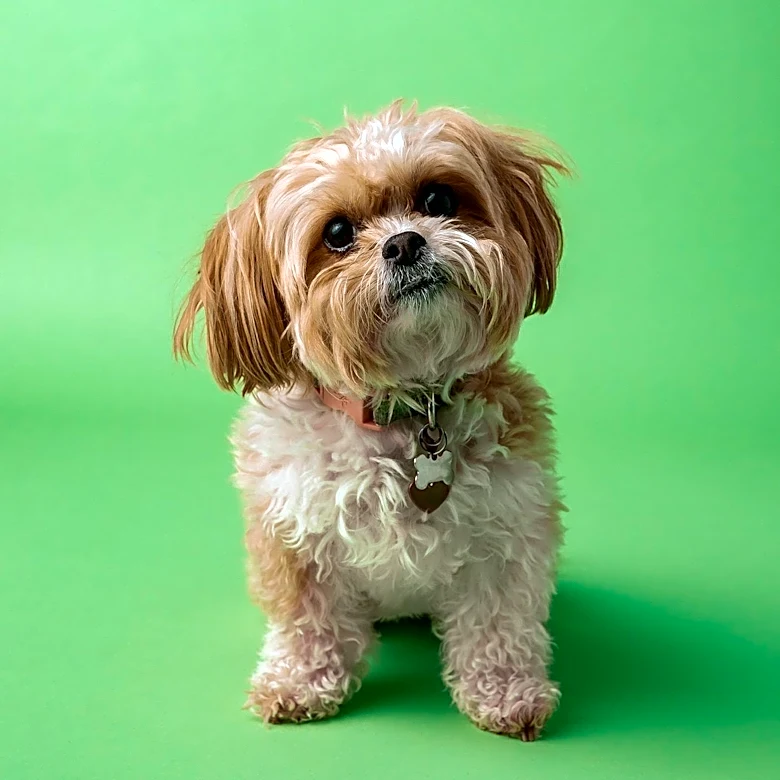 Iowa City Animal Care and Adoption Center Prepares 10 Rescued Dogs for Adoption After Neglect Case