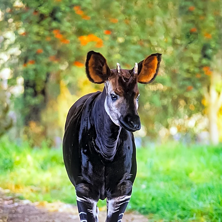 San Antonio Zoo Mourns Death of Okapi Epulu, Key to Conservation Efforts