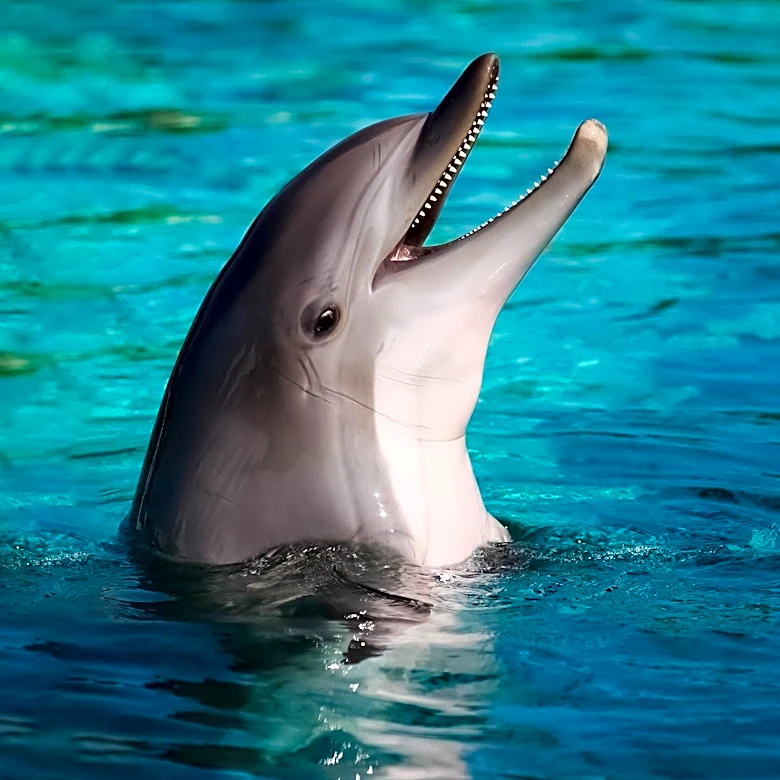 Scientists Investigate Animal Naming Conventions in Dolphins, Elephants, and Parrots