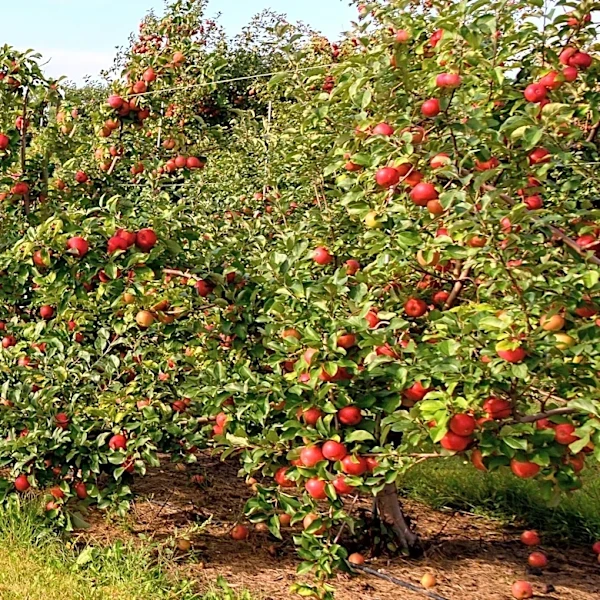 New Hampshire Farms Prepare for Anticipated Fall Picking Season