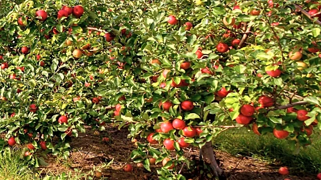 New Hampshire Farms Prepare for Anticipated Fall Picking Season