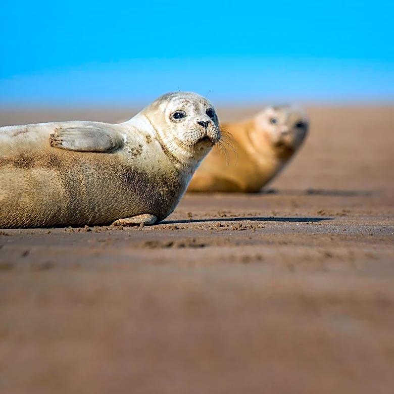 U.S. Researchers Develop Bird Flu Vaccine for Seals Amid Global Outbreaks