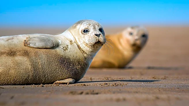 U.S. Researchers Develop Bird Flu Vaccine for Seals Amid Global Outbreaks