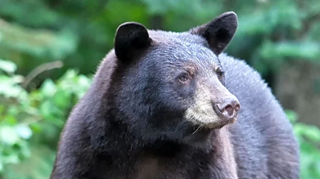 Bear Enters Gatlinburg Tea Shop, Rummages Through Merchandise During Couple's Anniversary Trip