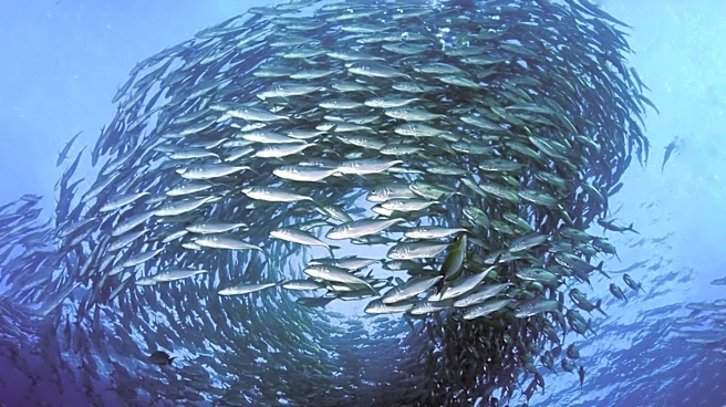Antarctic Krill Fishery Closes Early for Second Consecutive Year Amid Concentration Concerns