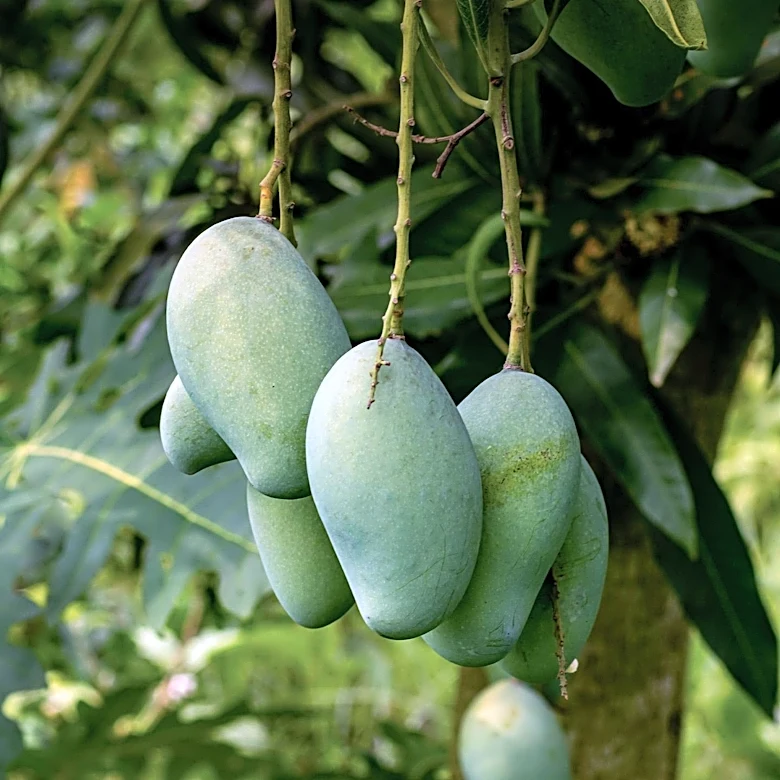 Mango Cultivation Requires Consistent Watering and Specific Climate Conditions for Optimal Fruit Production