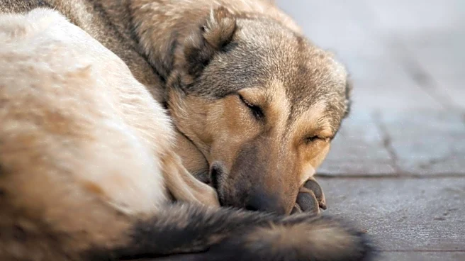 Hong Kong Activists Face Restrictions While Mourning Dog Killed in Mainland China