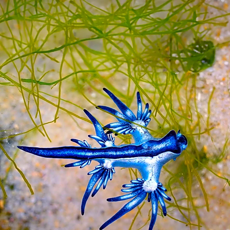 Comb-Legged Shrimp Identification Highlights Challenges in Marine Species Classification