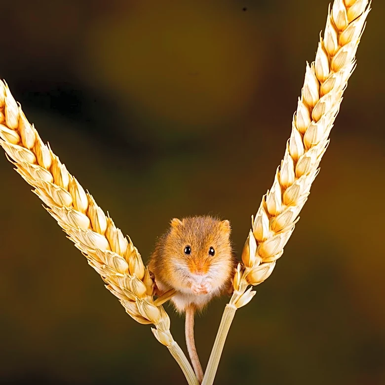 Northwestern University Study Links Loneliness to Altered Alcohol Consumption in Mice, Identifies Brain Circuit
