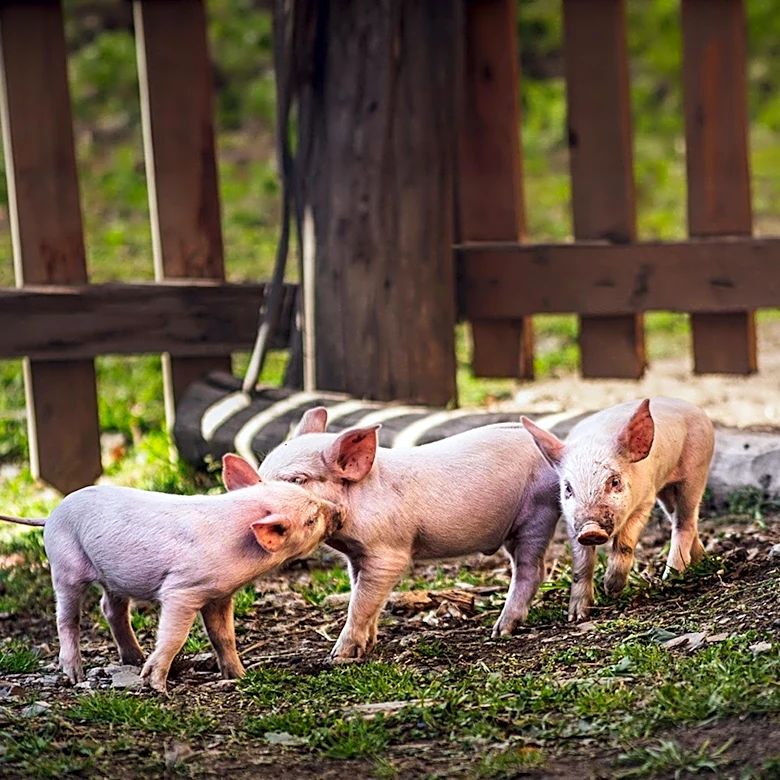 PETA Alleges Neglect and Sanitation Violations at Sauder's Eggs Supplier Farm
