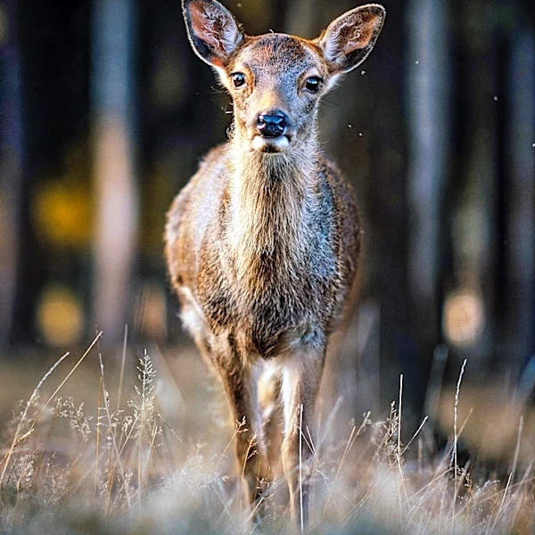 Michigan Department of Agriculture Confirms Chronic Wasting Disease in Deer Across Three Counties