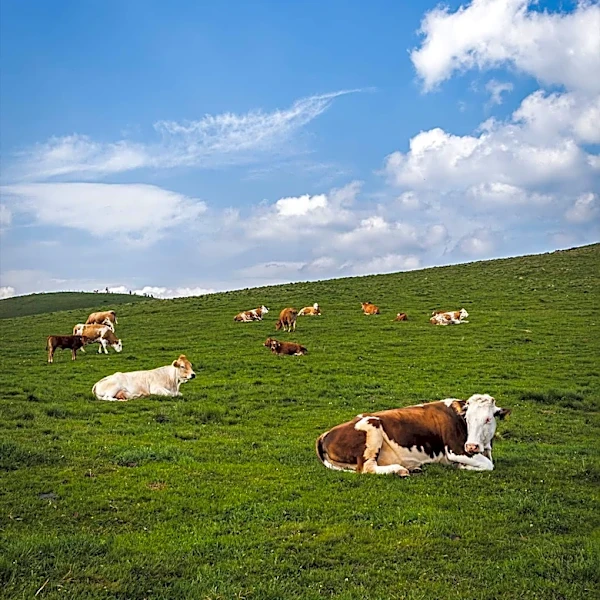 Senator Mike Rounds Introduces RANCH Act to Rebuild U.S. Cattle Herd Amidst 70-Year Low