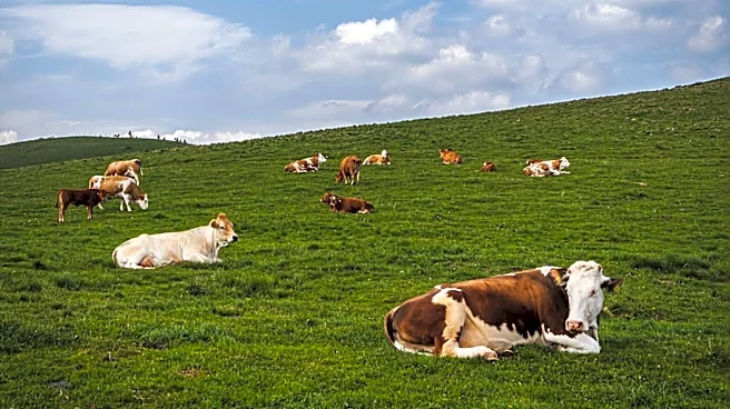 Senator Mike Rounds Introduces RANCH Act to Rebuild U.S. Cattle Herd Amidst 70-Year Low