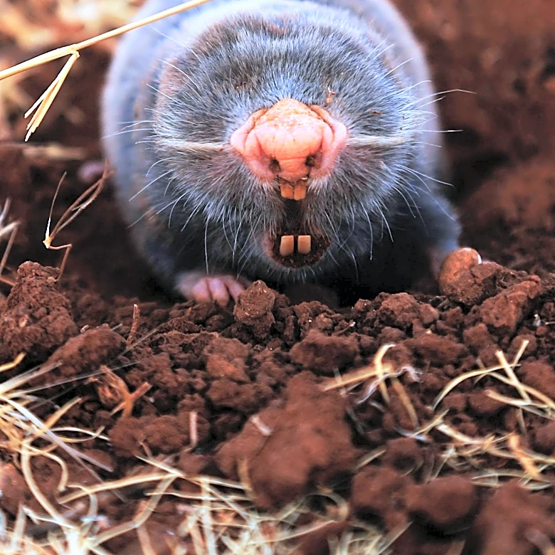 Naked Mole-Rat Gene Fails to Prevent Age-Related Hearing Loss in Mice Despite Other Health Benefits