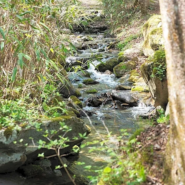 West Virginia to Drain 60-Year-Old Turkey Run Lake for Stream Restoration