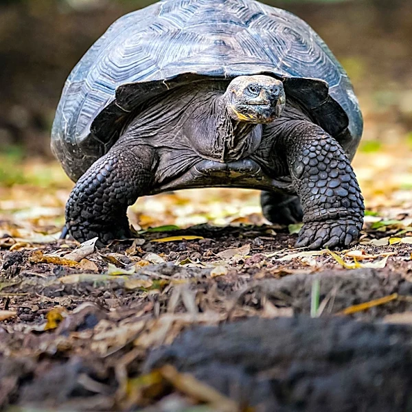 Yale Researchers Identify Two Extinct Galapagos Giant Tortoise Lineages Using Degraded DNA