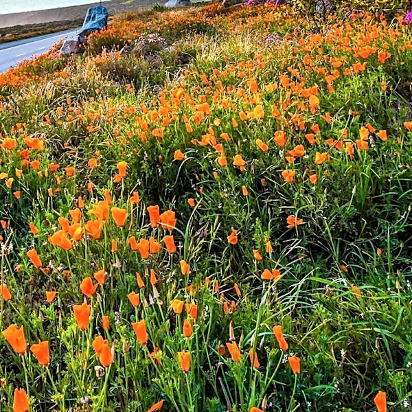 California State Parks Announces $188.5 Million in Grants for Park Development via Climate Bond