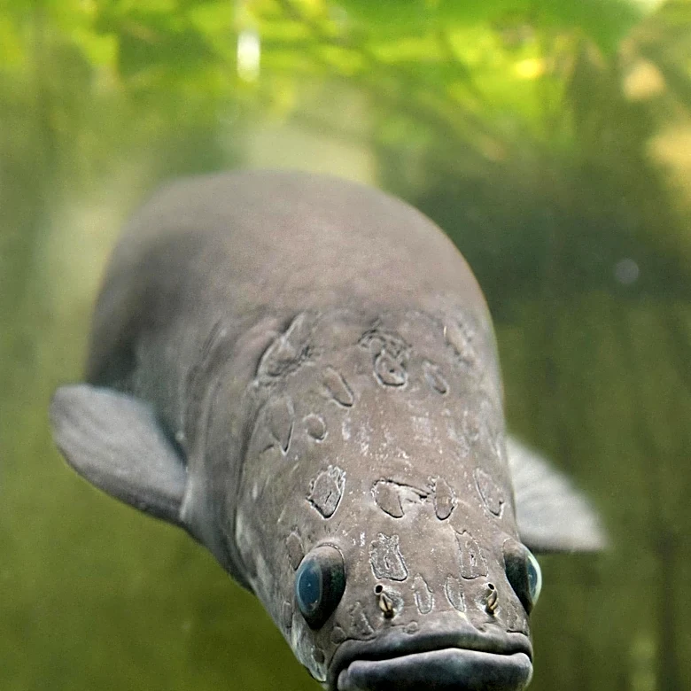 Iowa's Fish Kill Database Reveals Alarming Trends in Water Pollution