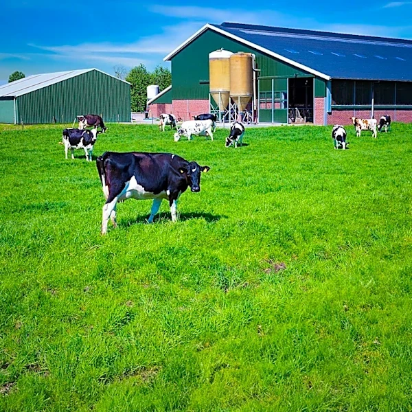 David Crowley Addresses Data Center Ad and Tariff Impact on Wisconsin Dairy Farmers
