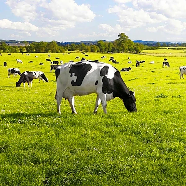 California Dairy Farm Converts Methane Waste into Hydrogen Fuel, Sparking Environmental Debate