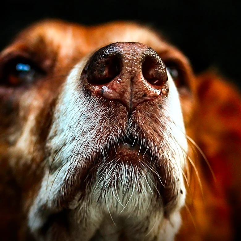 Dog Aging Project Reveals Shared Metabolic Patterns with Humans, Offering Clues to Longevity