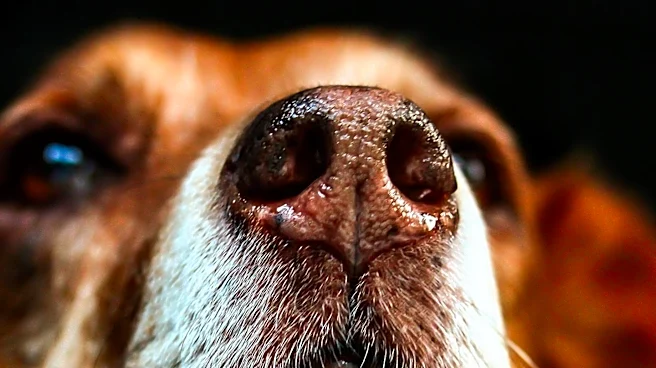 Dog Aging Project Reveals Shared Metabolic Patterns with Humans, Offering Clues to Longevity