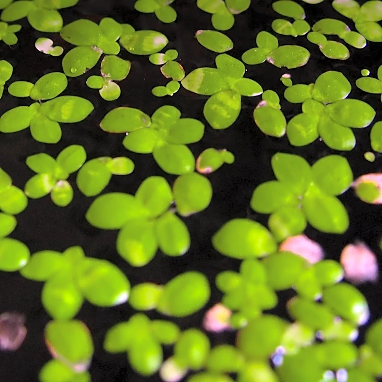 Scientists Explore Azolla's Potential for Carbon Capture and Climate Change Mitigation