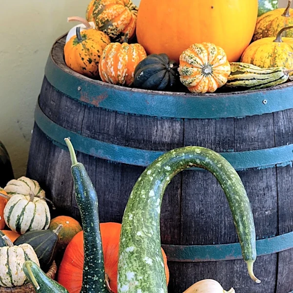 Harvest Time in Brentwood Celebrates 50 Years of Agri-tourism and Agricultural Preservation