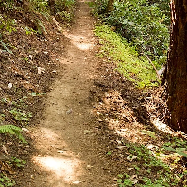 Portola Redwoods State Park Offers Secluded Retreat with Camping and Hiking Trails