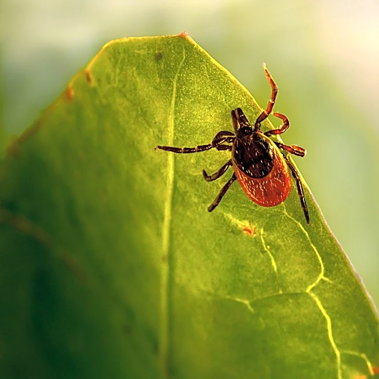 Pennsylvania Faces Increased Tick Activity and Co-Infections as Fall Approaches