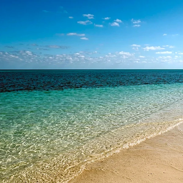 Florida Man Survives Shark Bite Thanks to Quick Actions of Nurses