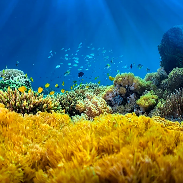 UN Ocean Conference 2025 to Prioritize Sustainable Ocean Management and Conservation