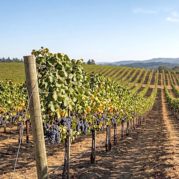 Federal Judge Rules Farmworker Wage Cut Unlawful, Mendocino Vineyards Continue Under Lower Rates