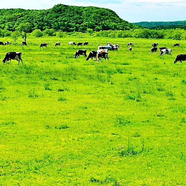 Animal Agriculture Drives Majority of Biodiversity and Carbon Loss on Farmland, Study Finds