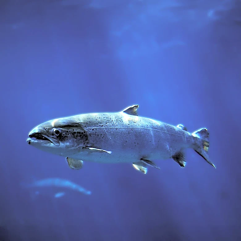 Critical 15-Day Window Determines Fate of California's Endangered Chinook Salmon Eggs