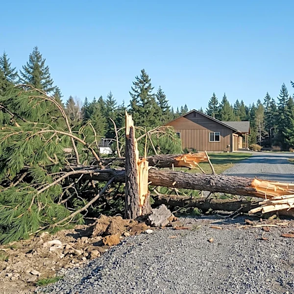 Oregon Man Arrested After Allegedly Shooting at Tree Workers in Clackamas County