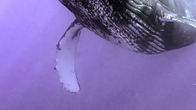 House Rules Committee to Consider Legislation on Whale Protection, Higher Education, Mining, and Socialism