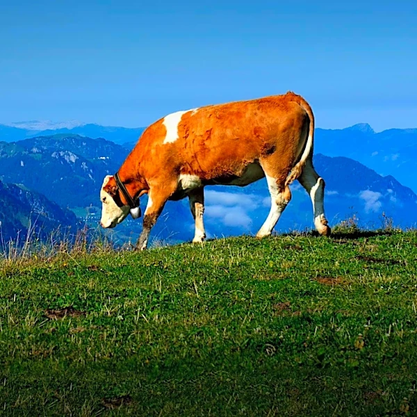 EU Suspends Brazilian Meat Imports Over Antibiotic Compliance Concerns