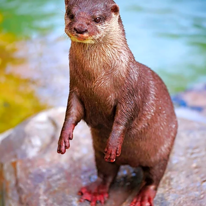 Lake Tahoe Swim Instructor Attacked by Wild Otter, Sustains Significant Injuries