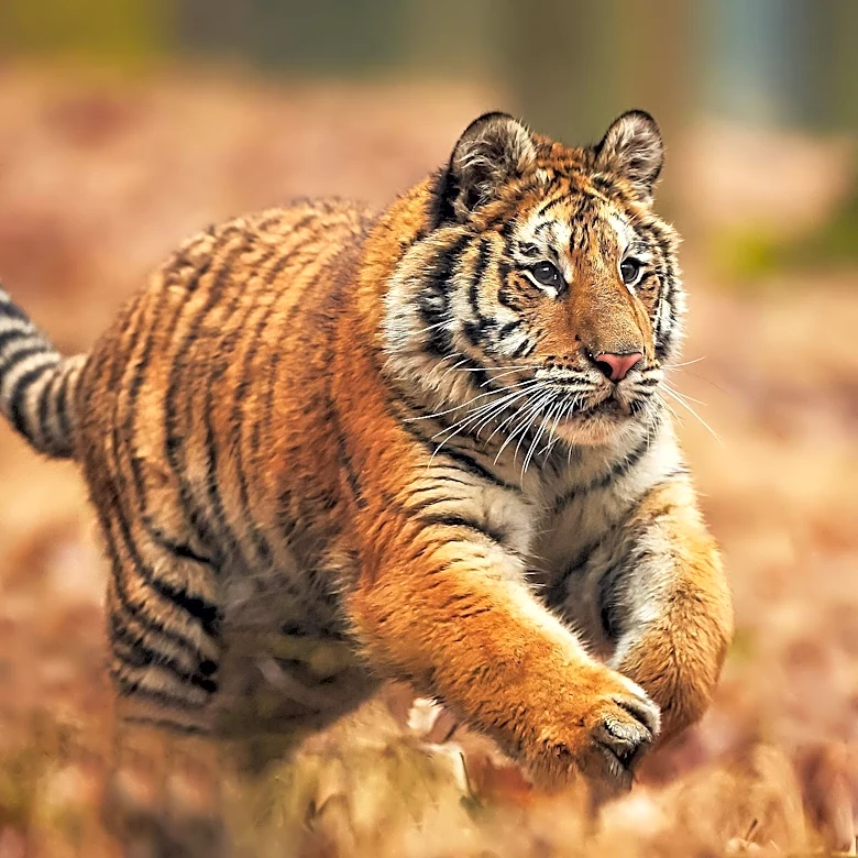 Representative Vern Buchanan Reintroduces Critically Endangered Animals Conservation Act
