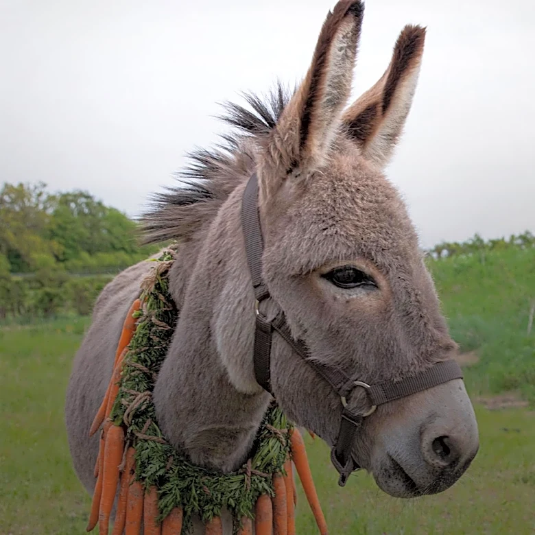 Georgia Police Officer Placed on Leave After Fatal Shooting of Pet Donkey During Search